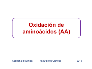 08. Oxidación aminoácidos (2)