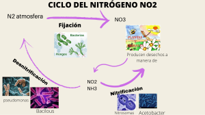 CICLO DEL NITRÓGENO (1)