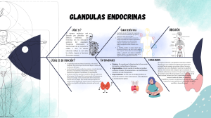GLANDULAS ENDOCRINAS