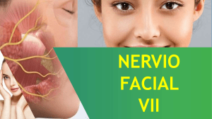 nerviofacialfinal-181205175609 nueva