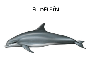 el-delfin-mular