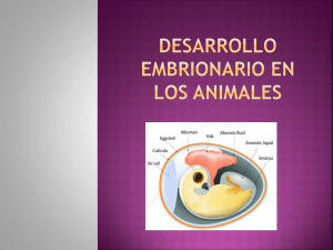 Desarrollo embrionario en los animales