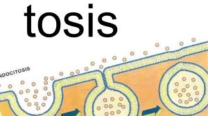 Endocitosis