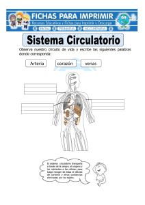 Ficha-de-Sistema-Circulatorio-para-Primaria