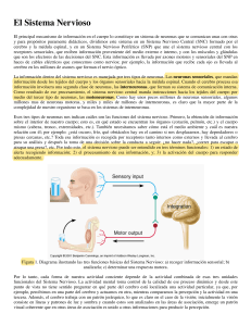 El Sistema Nervioso