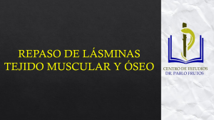 REPASO DE LÁMINAS - TEJIDO MUSCULAR Y ÓSEO