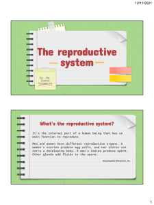 the repoductive system