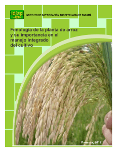 fenologa de l aplanta de arroz y su importancia en el manejo integrado del cultivo