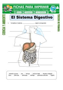Ficha-de-El-Sistema-Digestivo-para-Tercero-de-Primaria