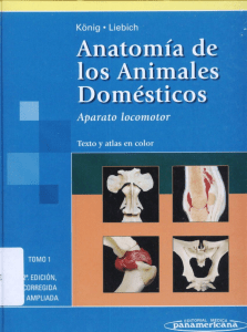 Anatomía de los animales domésticos. Tomo I  Aparato locomotor. Texto y atlas en color ( PDFDrive )