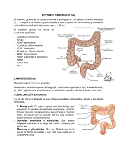 Intestino grueso (colon)-Anatomía