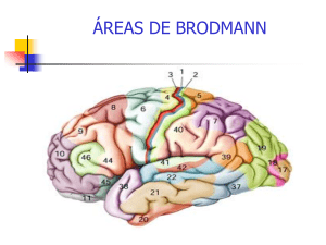 -Areas-de-Brodmann