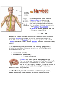 El Sistema Nervioso TEORIA