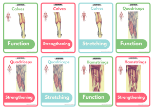 cartas anatomía