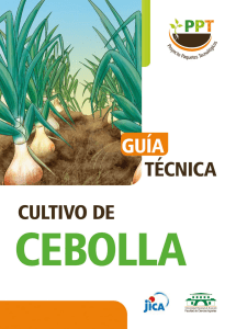 01 Cebolla, Manual de Produccion , pp 72. JICA, 2019, ESP