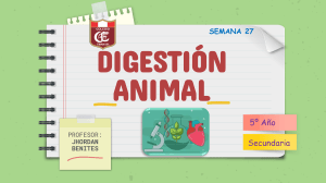 TEMA 27 - DIGESTION ANIMAL -  5º SECUNDARIA