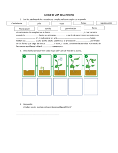 EL CICLO DE VIDA DE LAS PLANTAS