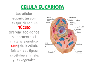 CELULA EUCARIOTA