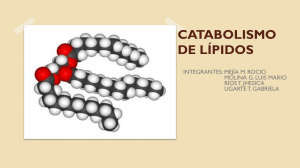 T-11 CATABOLISMO DE LÍPIDOS.