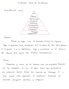 ESTRUCTURA SOCIAL 21253877
