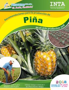 Recomendaciones-produccion-Pina-2018