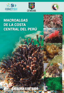 MACROALGAS DE LA COSTA CENTRAL DEL PERU CATALOGO