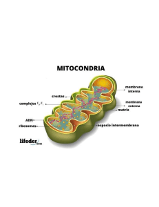 MITOCONDRIA