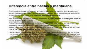 MARIHUANA Y HASHISH