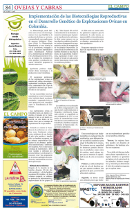 Art Biotecnología Reproductiva en ovinos