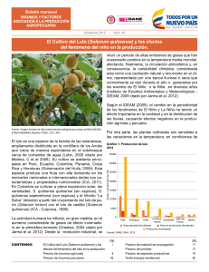 El Cultivo del Lulo (Solanum quitoense) y los efectos del fenómeno del niño en la producción.