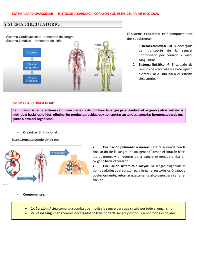 CLASE SISTEMA CARDIOVASCULAR I - HISTOLOGÍA VASCULAR