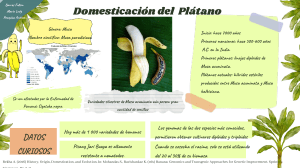 Barros Marín Poaquiza Domesticación Plátano