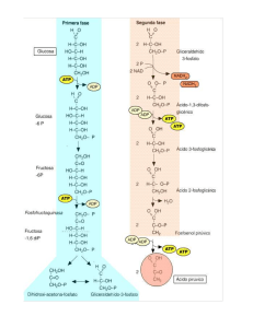 glucolisis