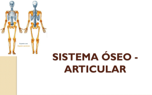 Sistema óseo y articular