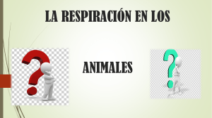 diapositivas de respiracion de los animales
