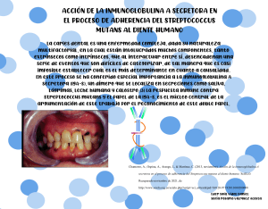 Acción de la inmunoglobulina A secretora en el proceso de adherencia del Streptococcus mutans al diente humano