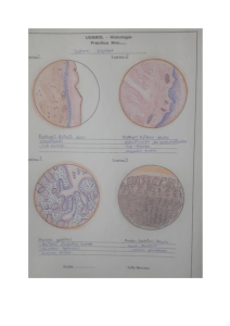 Lix Gabriel Yarari Suri- HISTOLOGIA