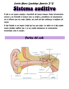 Sistema auditivo