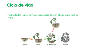 PPT Ciclo de vida de las plantas