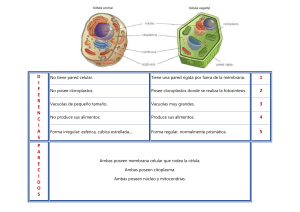 Diferencias célula animal y vegetal