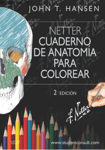 Netter - Cuaderno de anatomia para colorear 2da ed