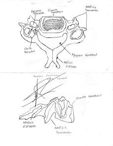 COLUMNA VERTEBRAL
