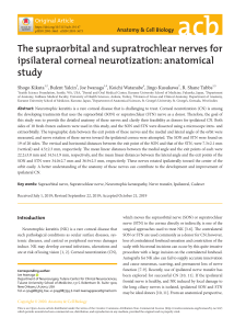 ANATOMY supraorbital and supratrochlear nerves