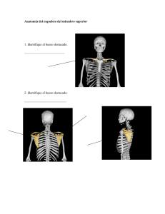 Anatomía del esqueleto del miembro superior