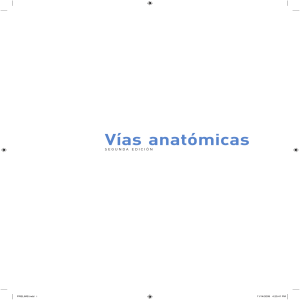 vias anatómicas myers