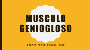 Musculo Geniogloso