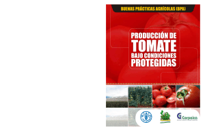 Produccion de tomate bajo condiciones pr