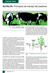 Alfalfa PRINCIPIOS DEL MANEJO DEL PASTOREO (INIA)