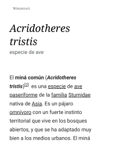 Acridotheres tristis - Wikipedia, la enciclopedia libre