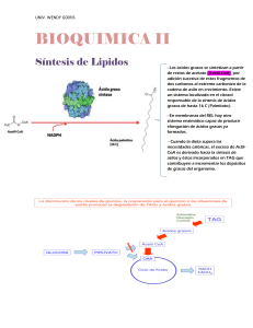 Resumen-Sintesis de Lipidos-Bioq II
